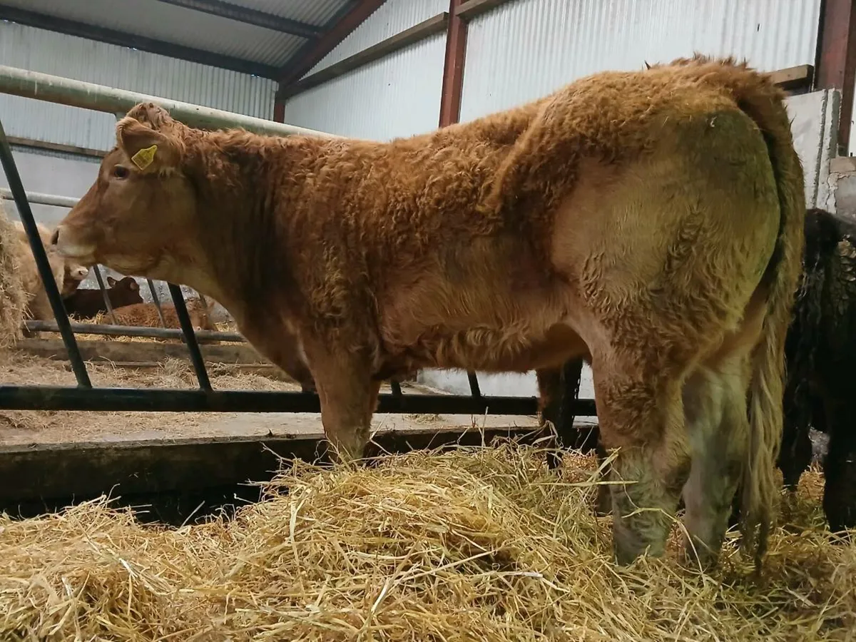 5 🌟 Limousine Heifer - Image 1