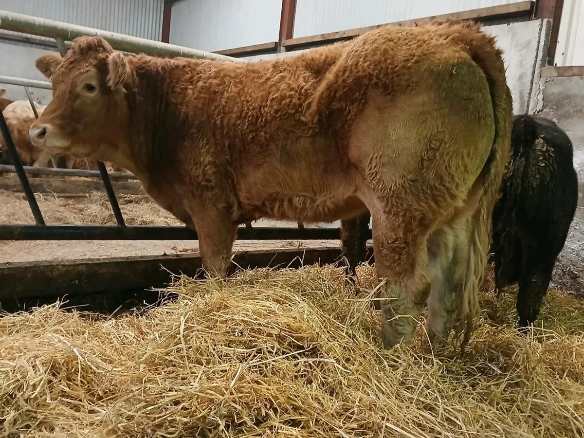 5 🌟 Limousine Heifer - Image 2