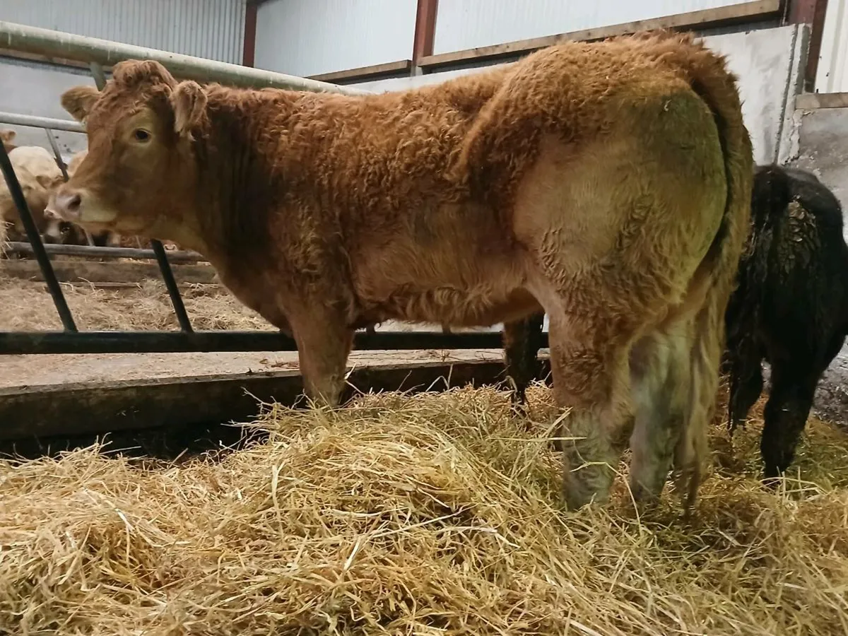 5 🌟 Limousine Heifer - Image 3