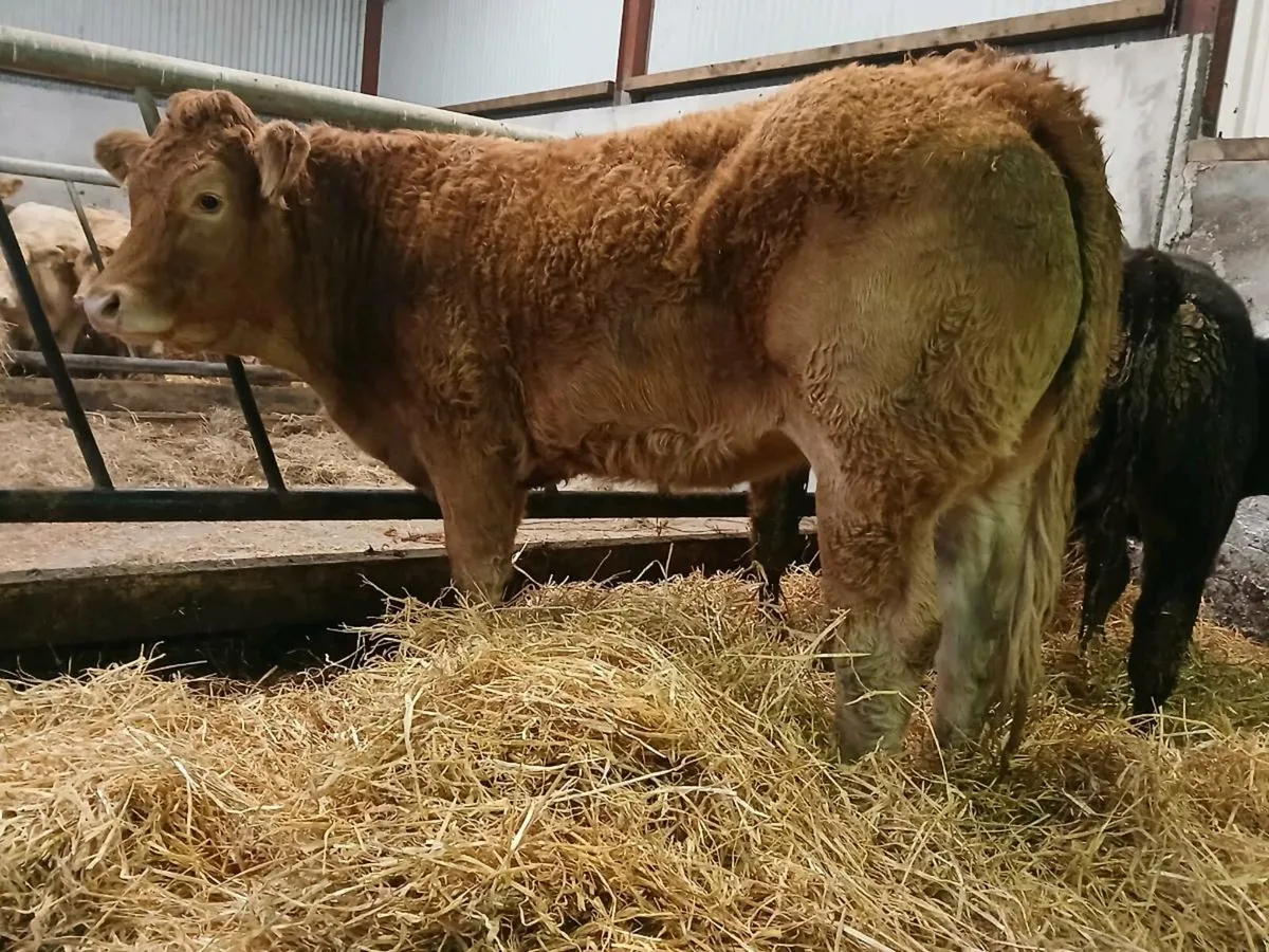5 🌟 Limousine Heifer - Image 4