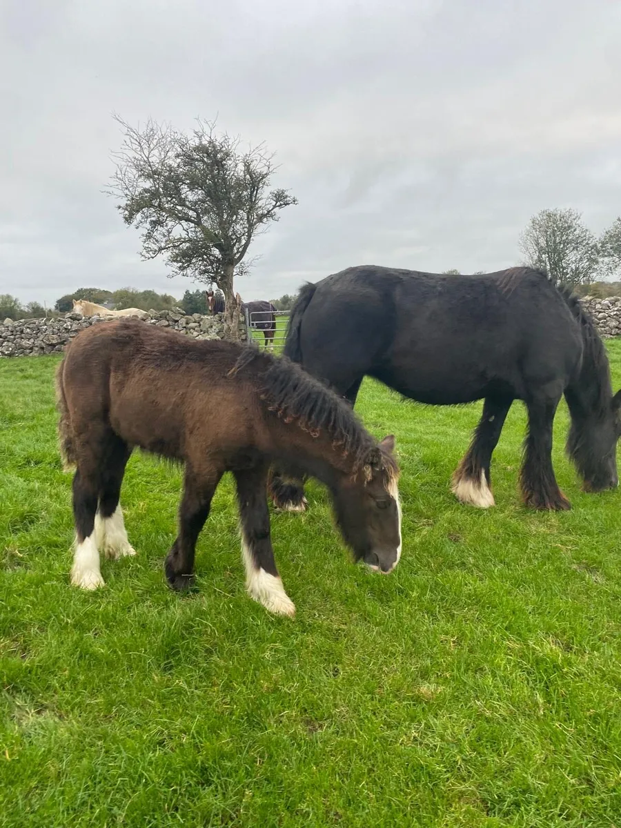 Irish Cob Colt Foal for Sale - Image 2