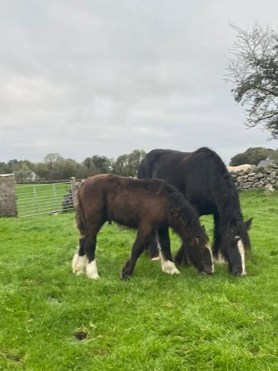 Irish Cob Colt Foal for Sale - Image 3