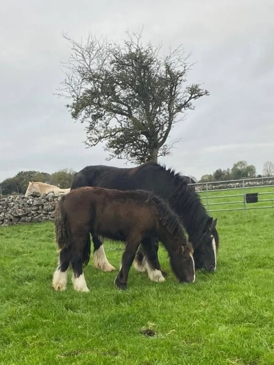 Irish Cob Colt Foal for Sale - Image 1