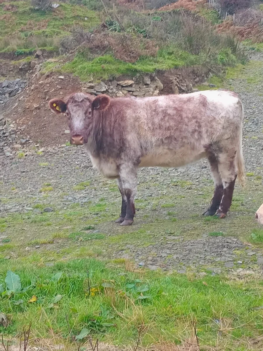 In Calf Shorthorn Heifer - Image 3