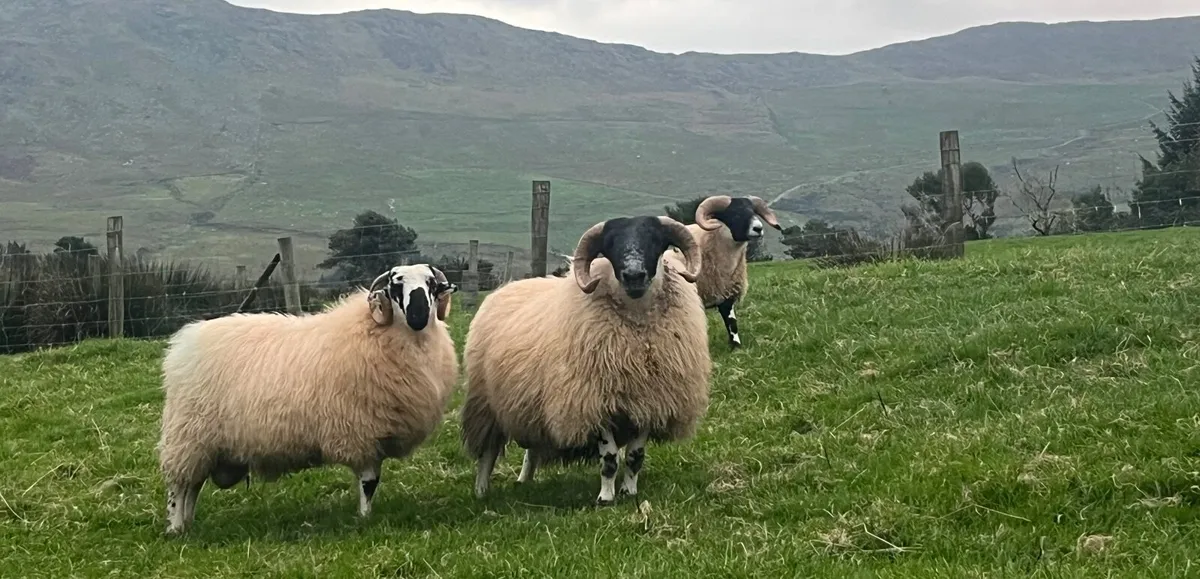 SIS ram lambs - Image 2