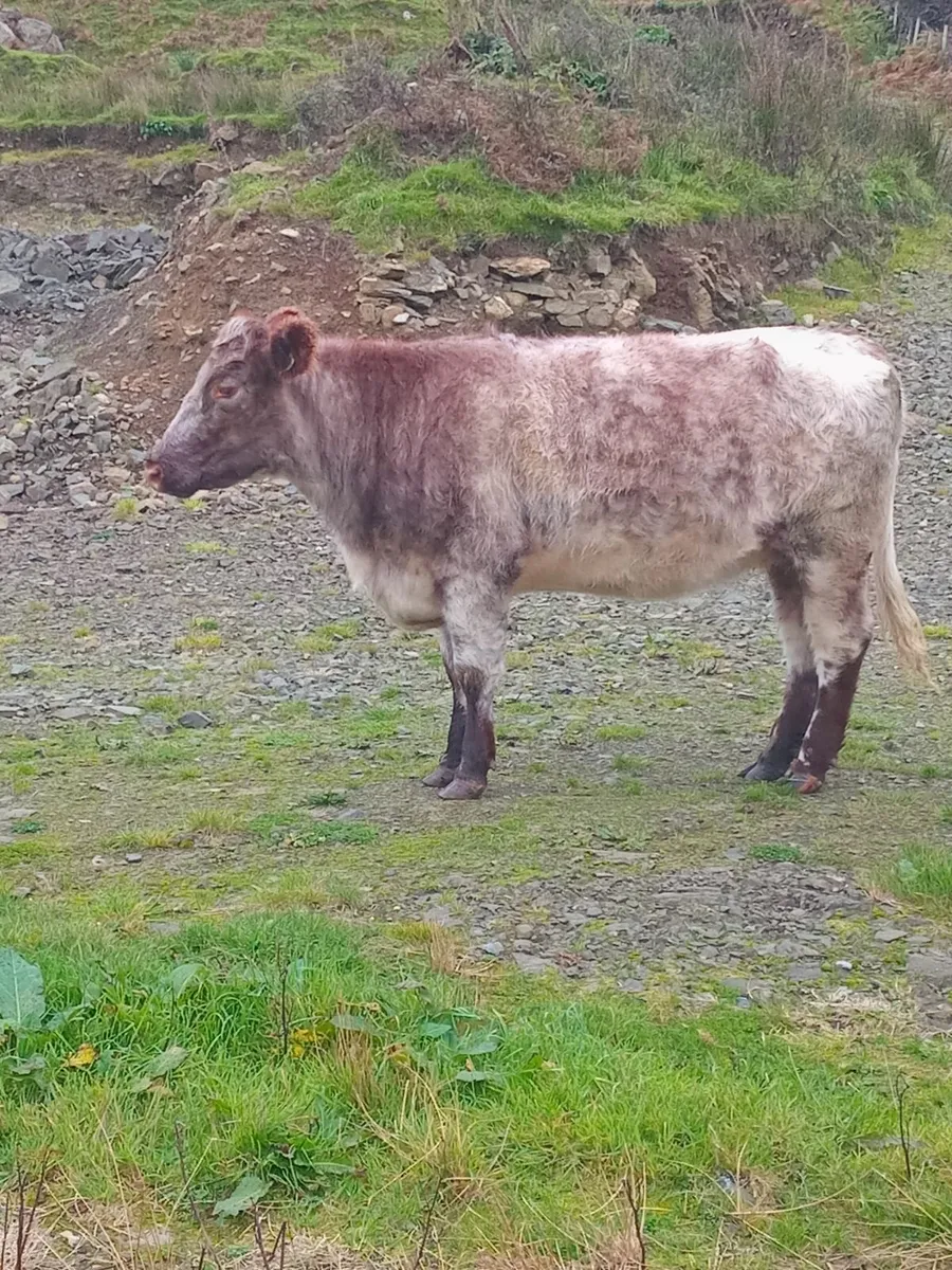 In Calf Shorthorn Heifer - Image 4