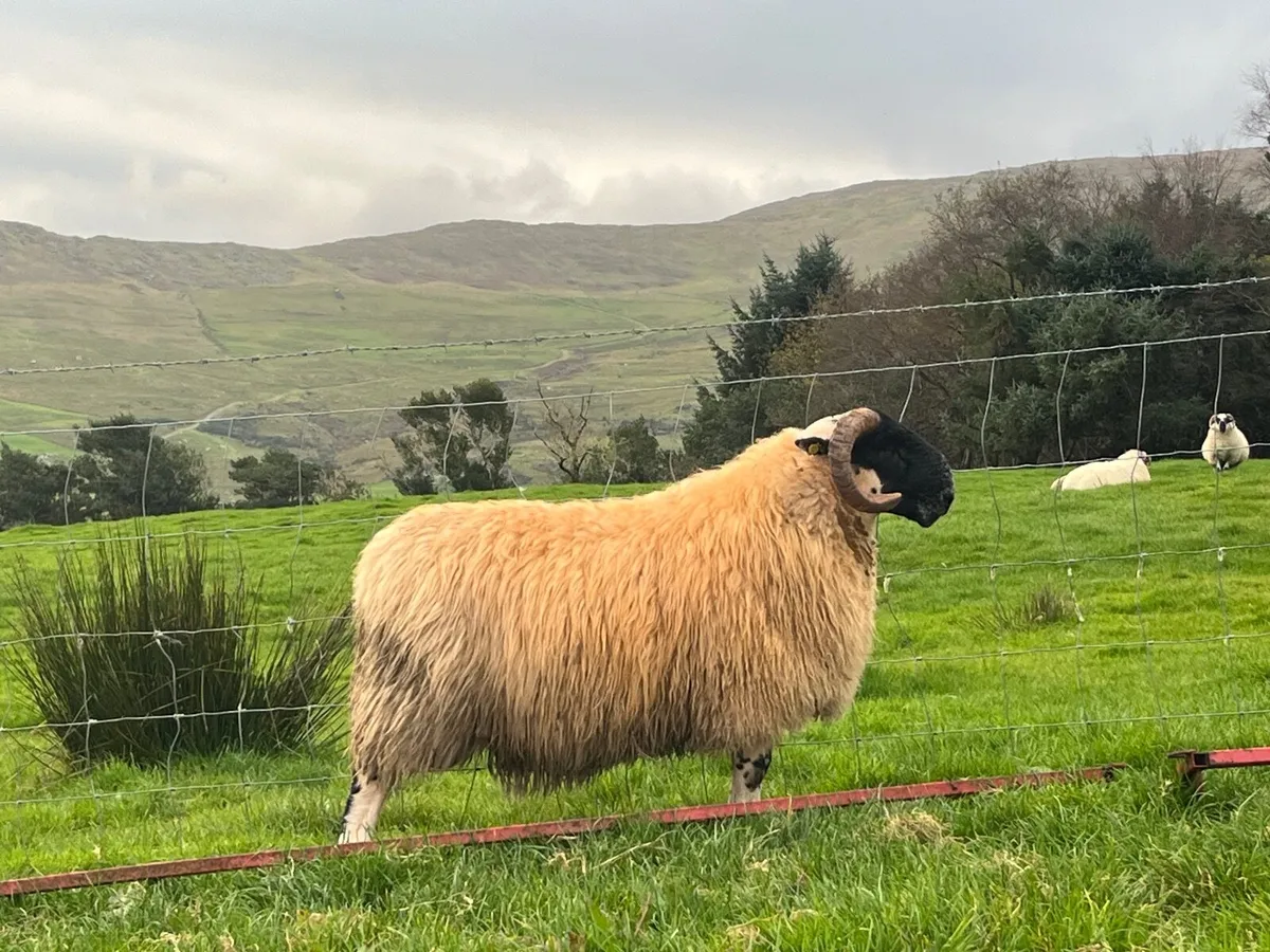 SIS ram lambs - Image 1