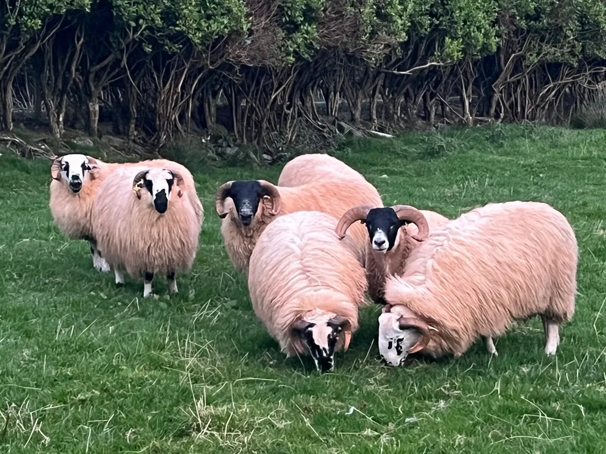 SIS ram lambs - Image 3