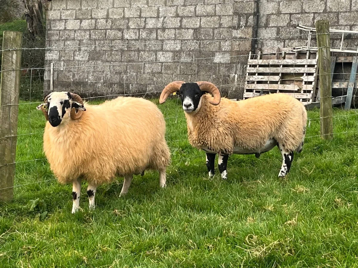 SIS ram lambs - Image 4
