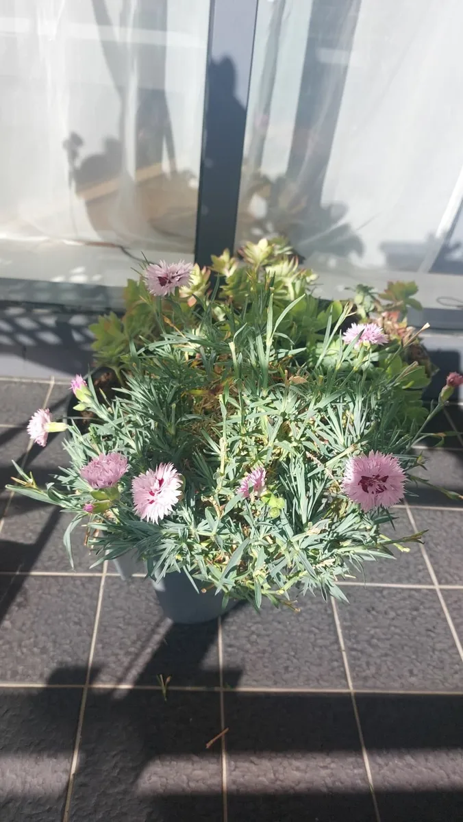 Flower pot for balcony with flowers - Image 3