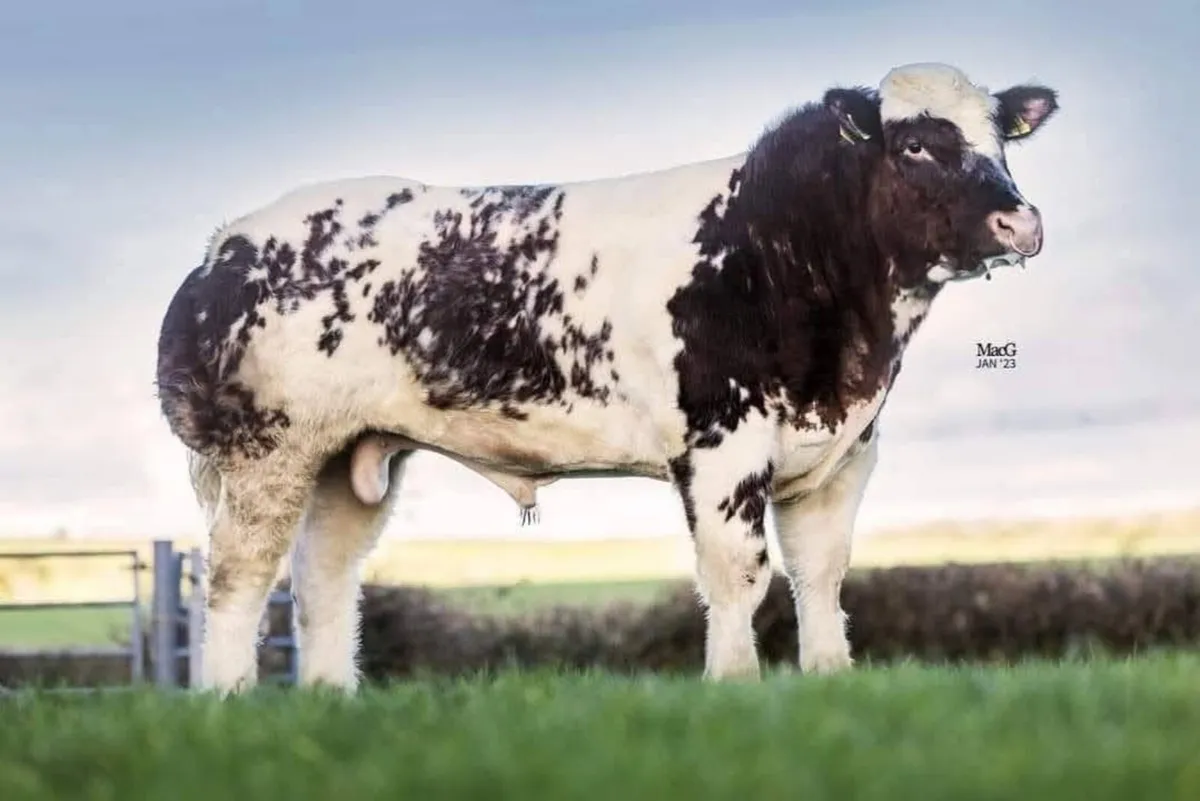 Super Ai bred blue heifer - Image 4