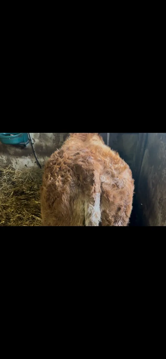 Super Ai bred blue heifer - Image 3