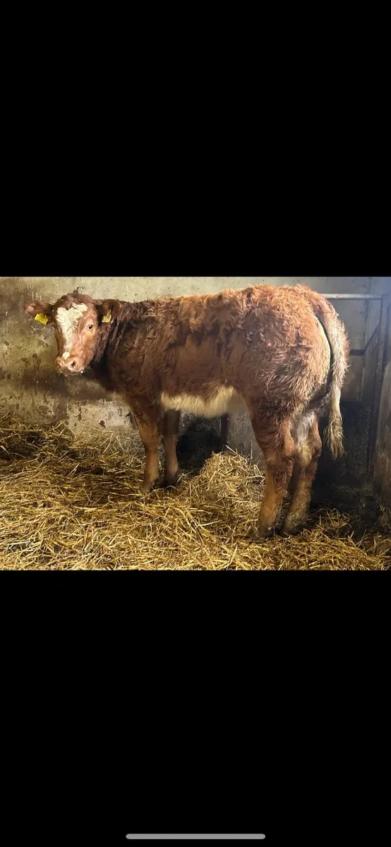 Super Ai bred blue heifer - Image 2