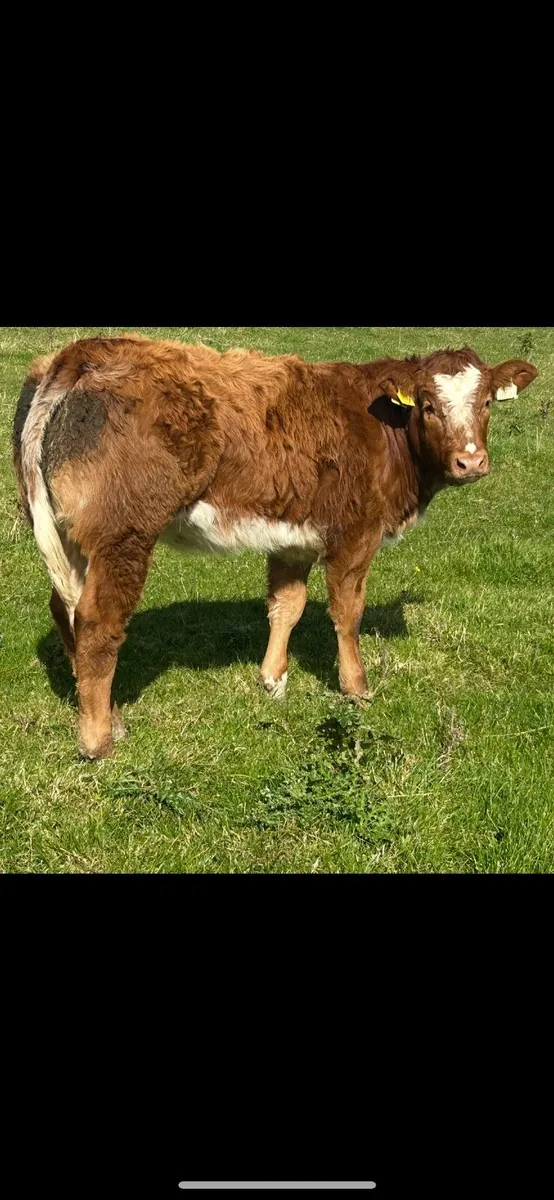 Super Ai bred blue heifer - Image 1