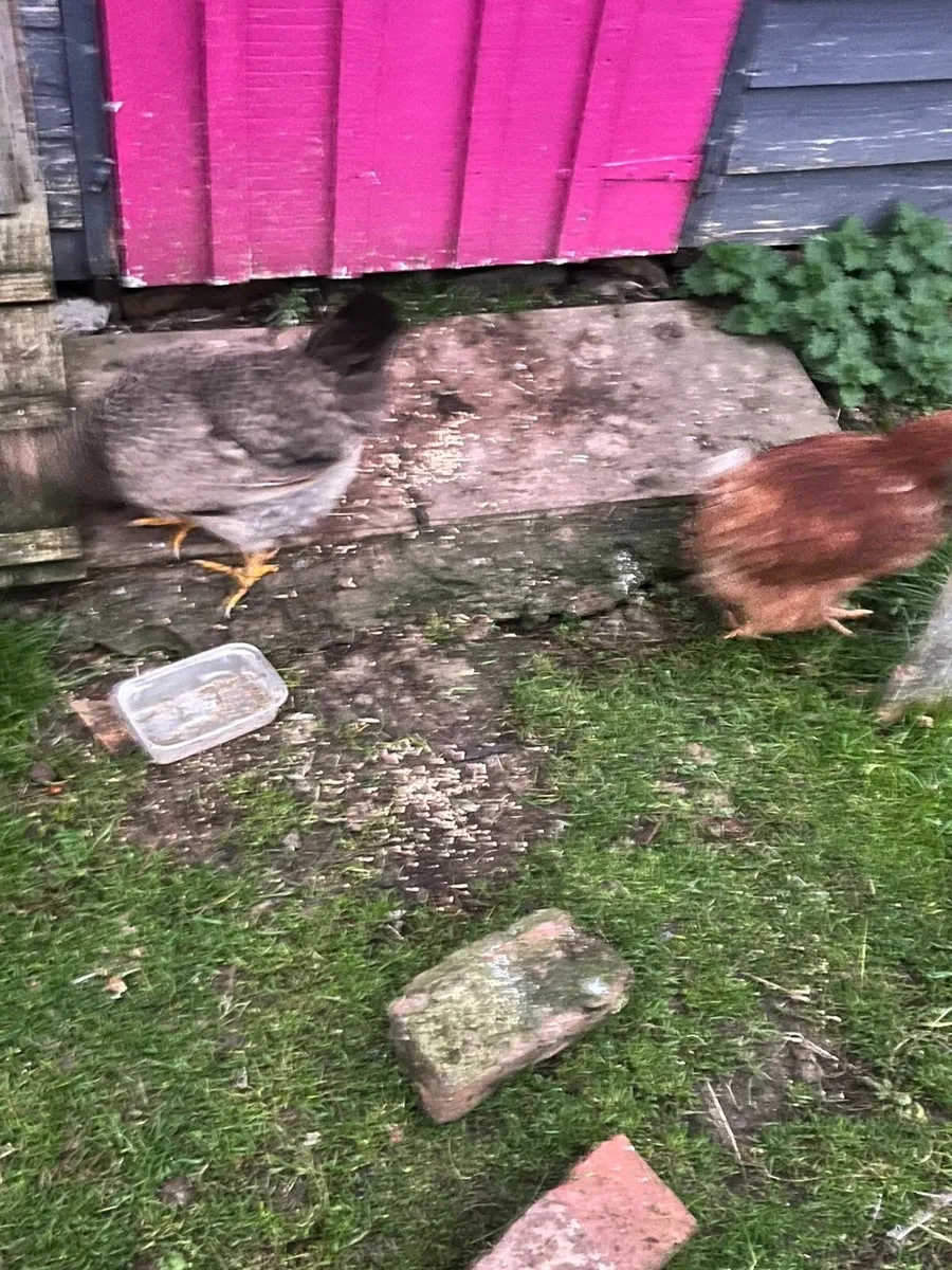 Cream legbar quad and 3  other roosters - Image 2