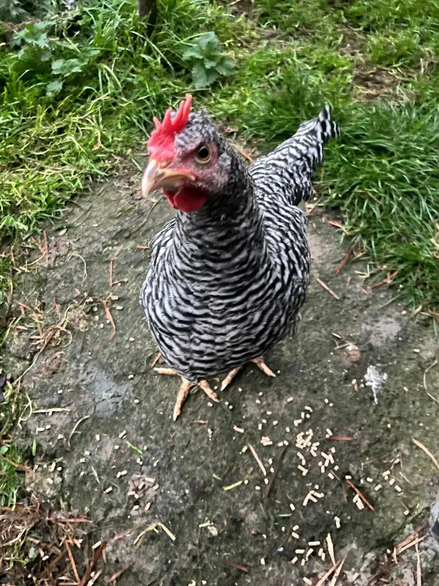 Cream legbar quad and 3  other roosters - Image 3