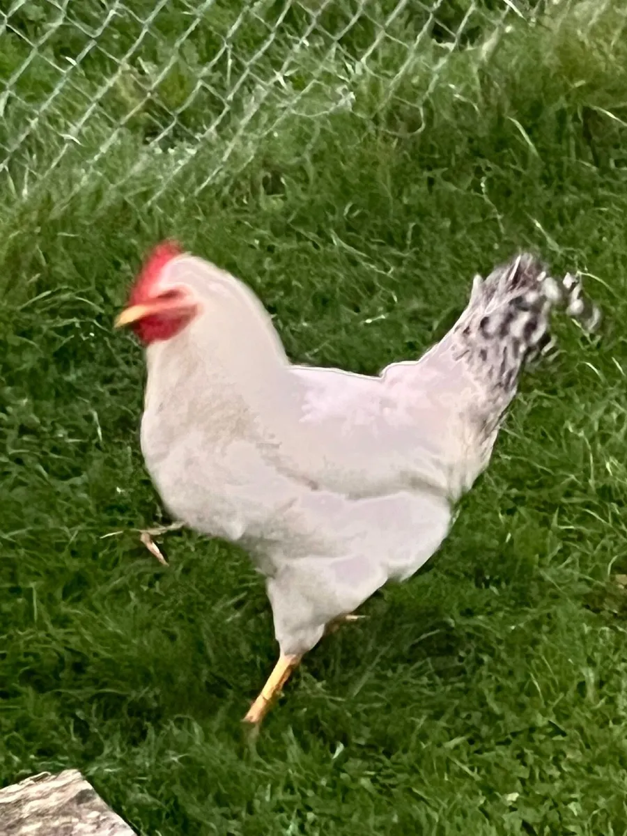Cream legbar quad and 3  other roosters - Image 4