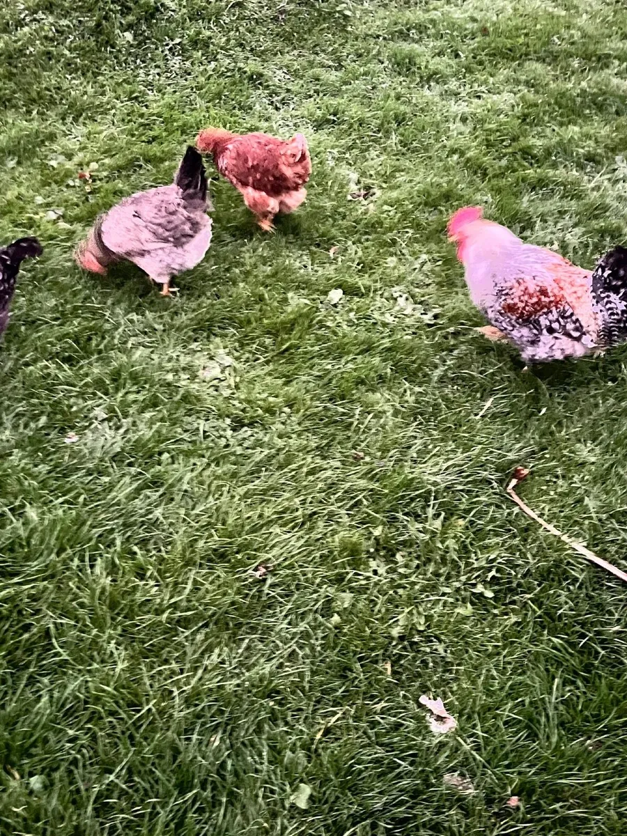 Cream legbar quad and 3  other roosters - Image 1