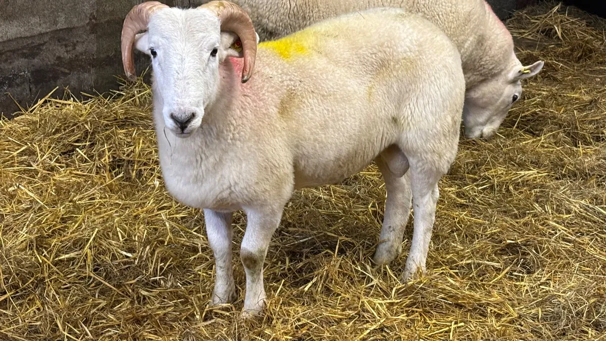 Easycare Ram Lamb - Image 3