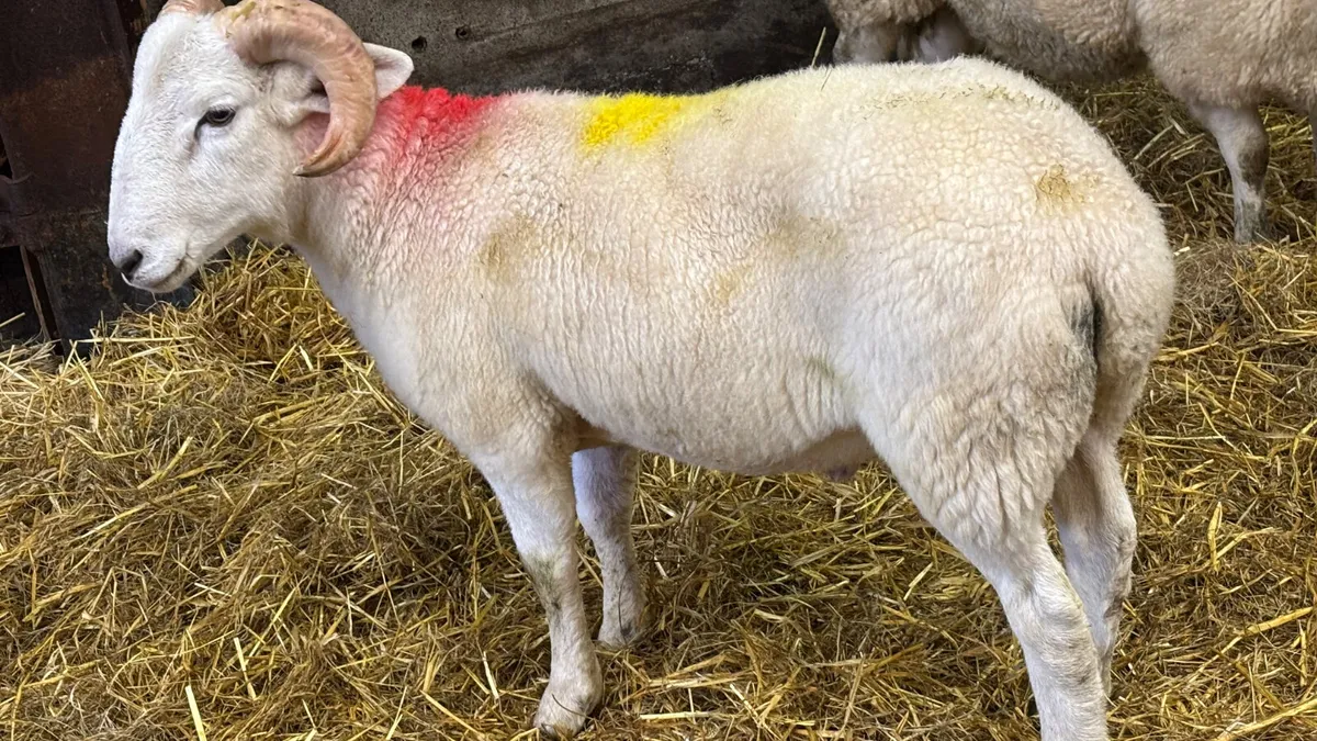 Easycare Ram Lamb - Image 2
