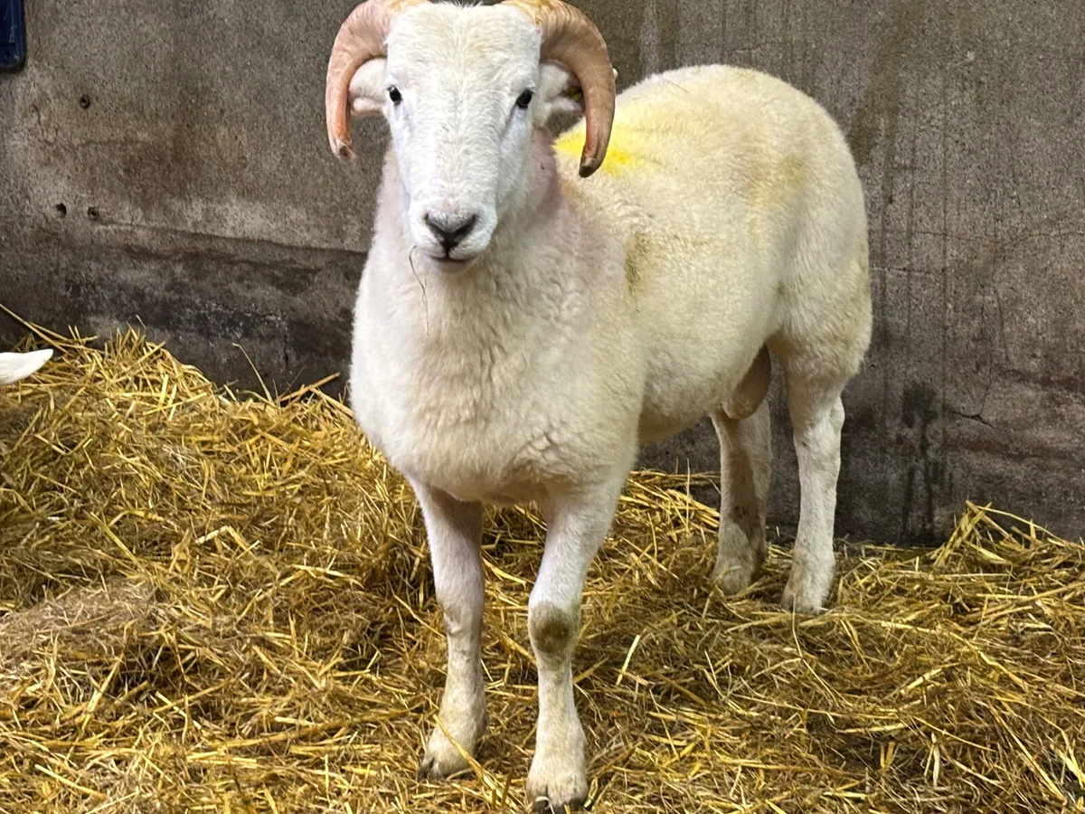 Easycare Ram Lamb - Image 1
