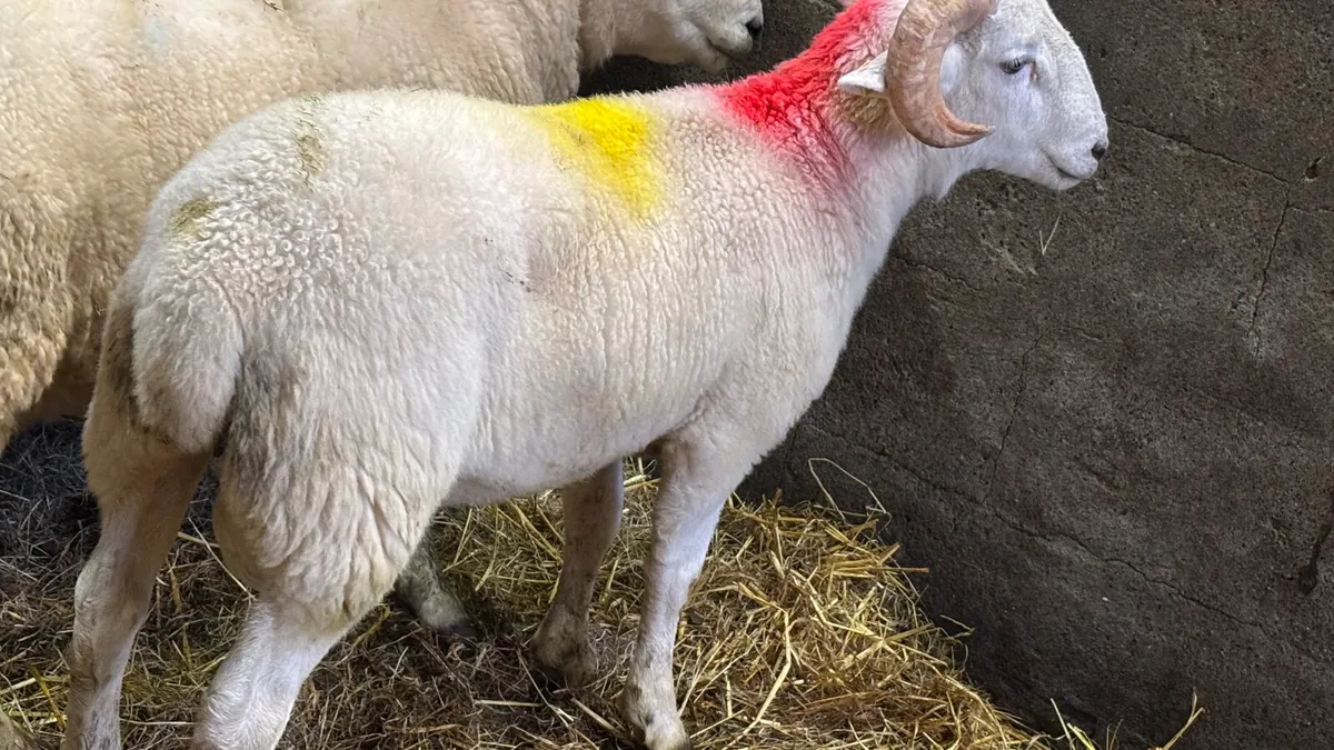 Easycare Ram Lamb - Image 4