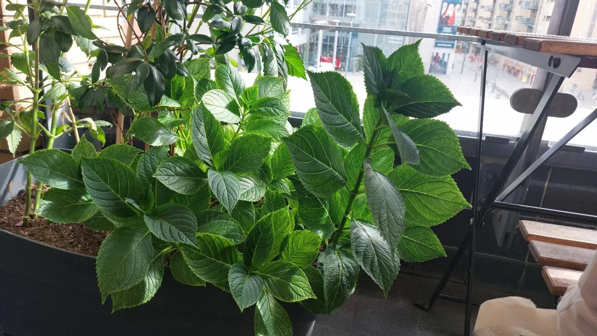 Big planter with hydrangea and star jasmine - Image 1