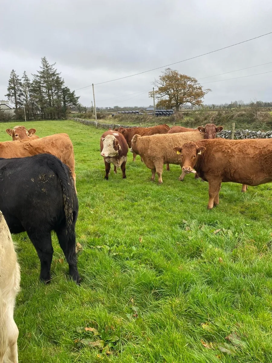 Superstore Heifers Mountbellew Mart Fri. Oct.17th) - Image 1
