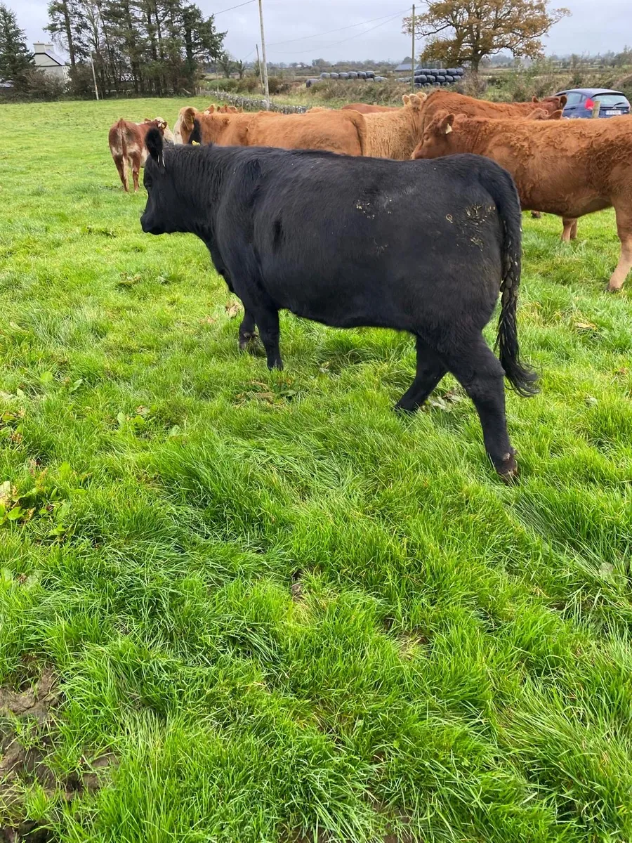 Superstore Heifers Mountbellew Mart Fri. Oct.17th) - Image 3