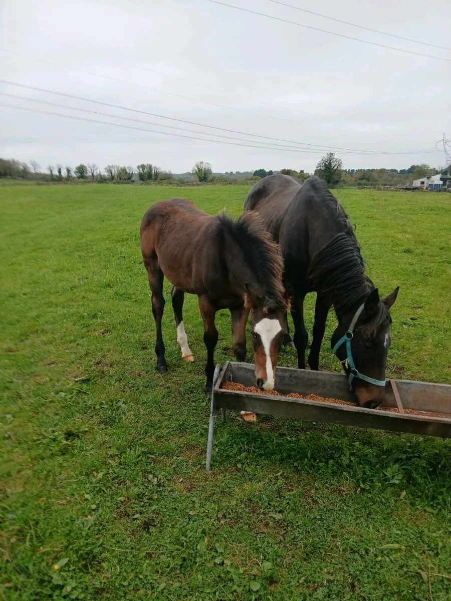 Equine - Image 1