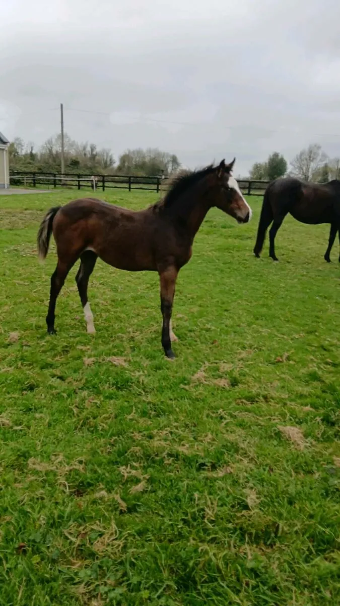 Equine - Image 2