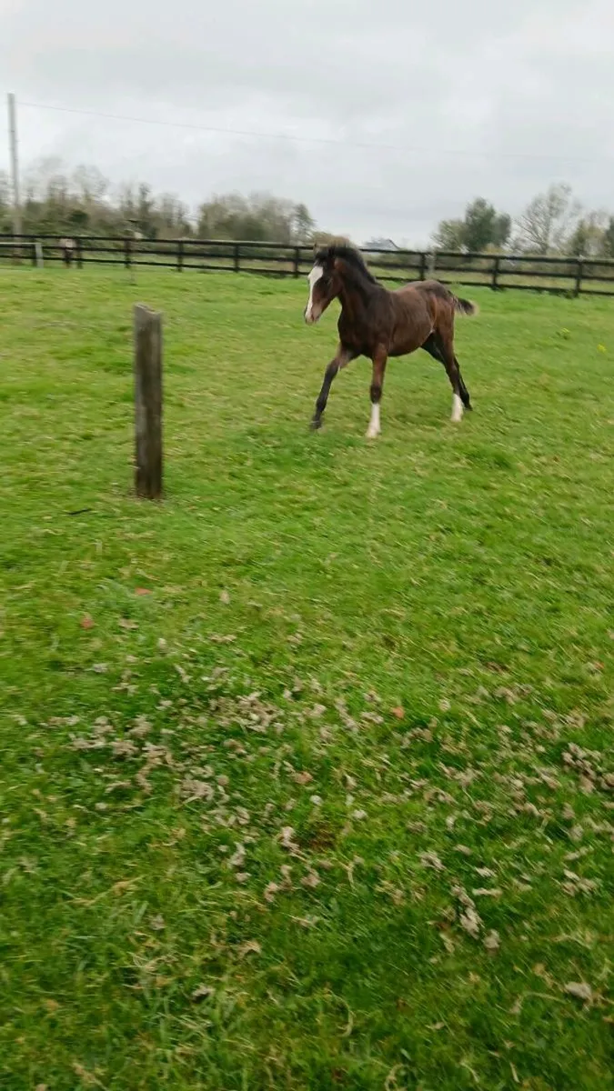 Equine - Image 3