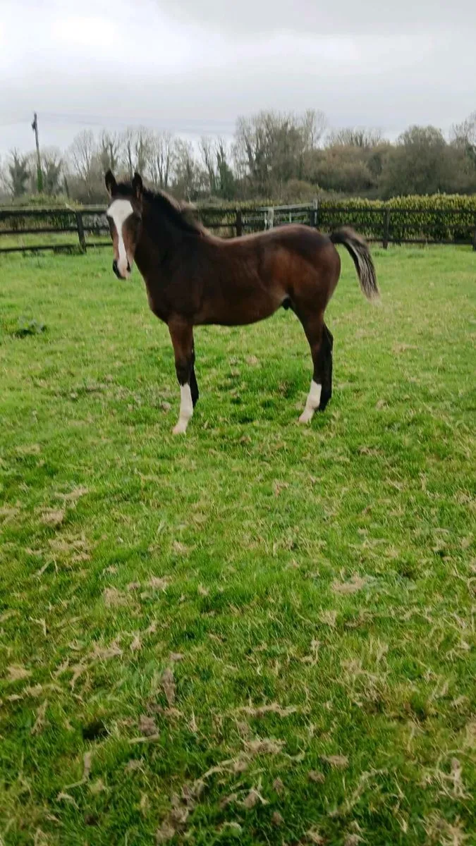 Equine - Image 4