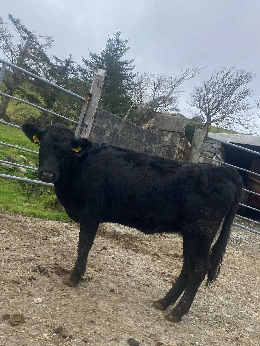 Pedigree Dexter Bull & Heifer - Image 1