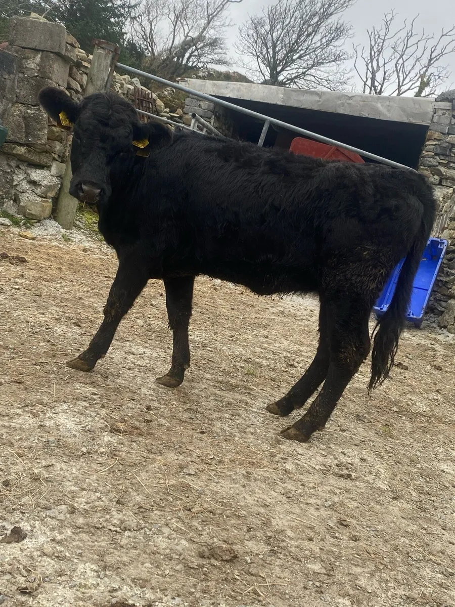Pedigree Dexter Bull & Heifer - Image 2