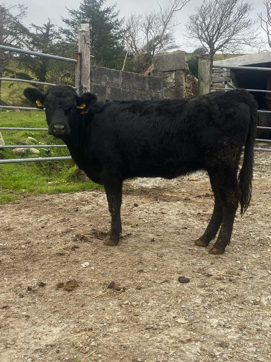 Pedigree Dexter Bull & Heifer - Image 3