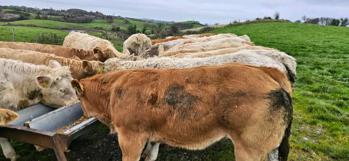22 Exceptional Contential Heifers 330/370kgs* - Image 1