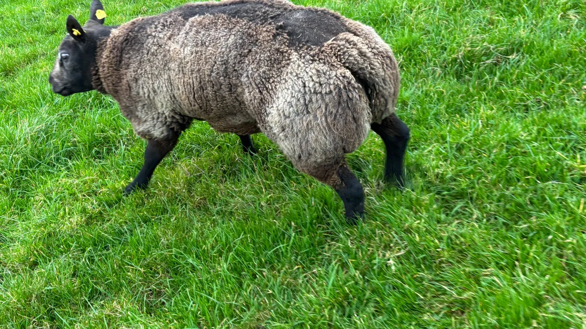Blue Texel Ram Hogget - Image 3