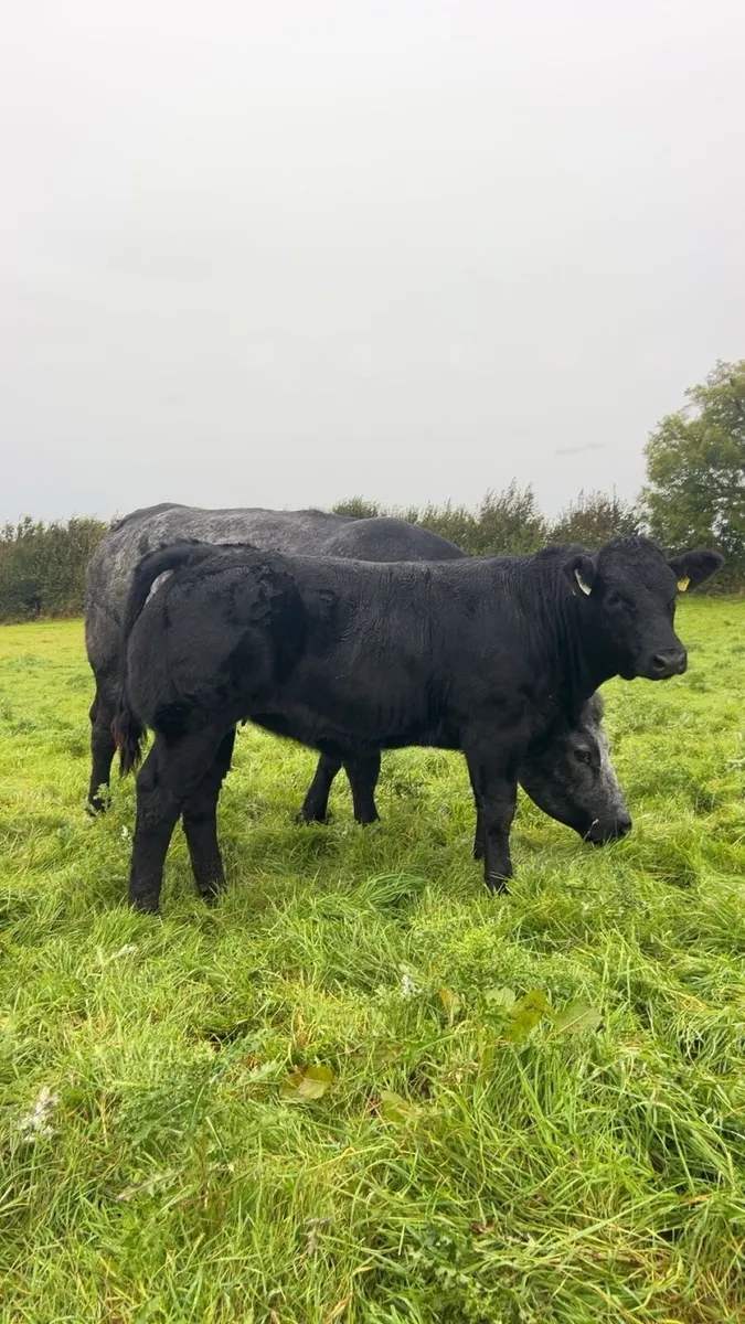Heifers for Gort mart Thursday 16th October - Image 1