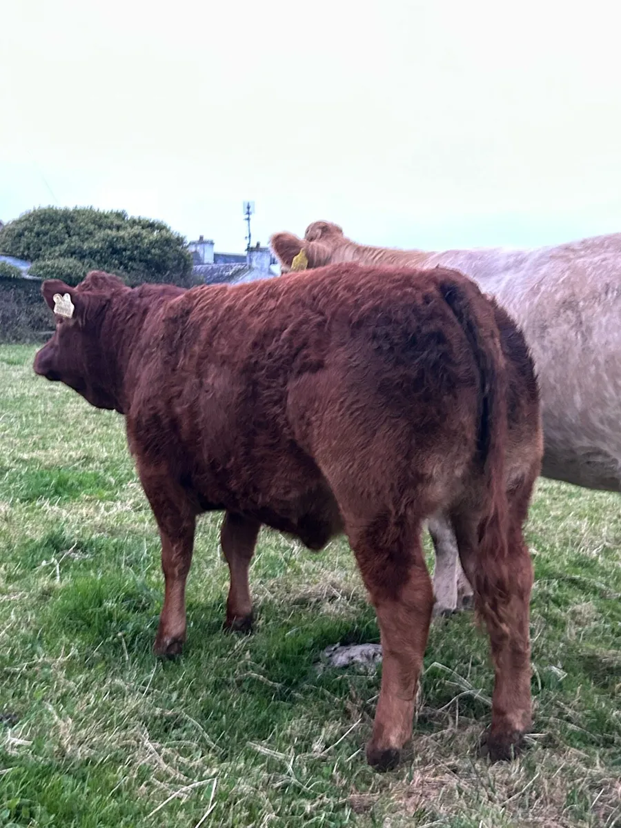 Heifers for Gort mart Thursday 16th October - Image 2