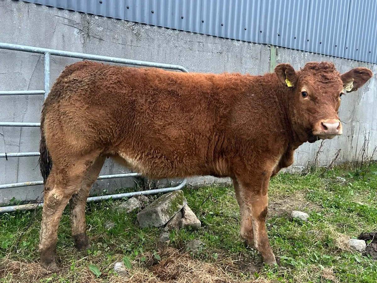 Heifers for Gort mart Thursday 16th October - Image 3