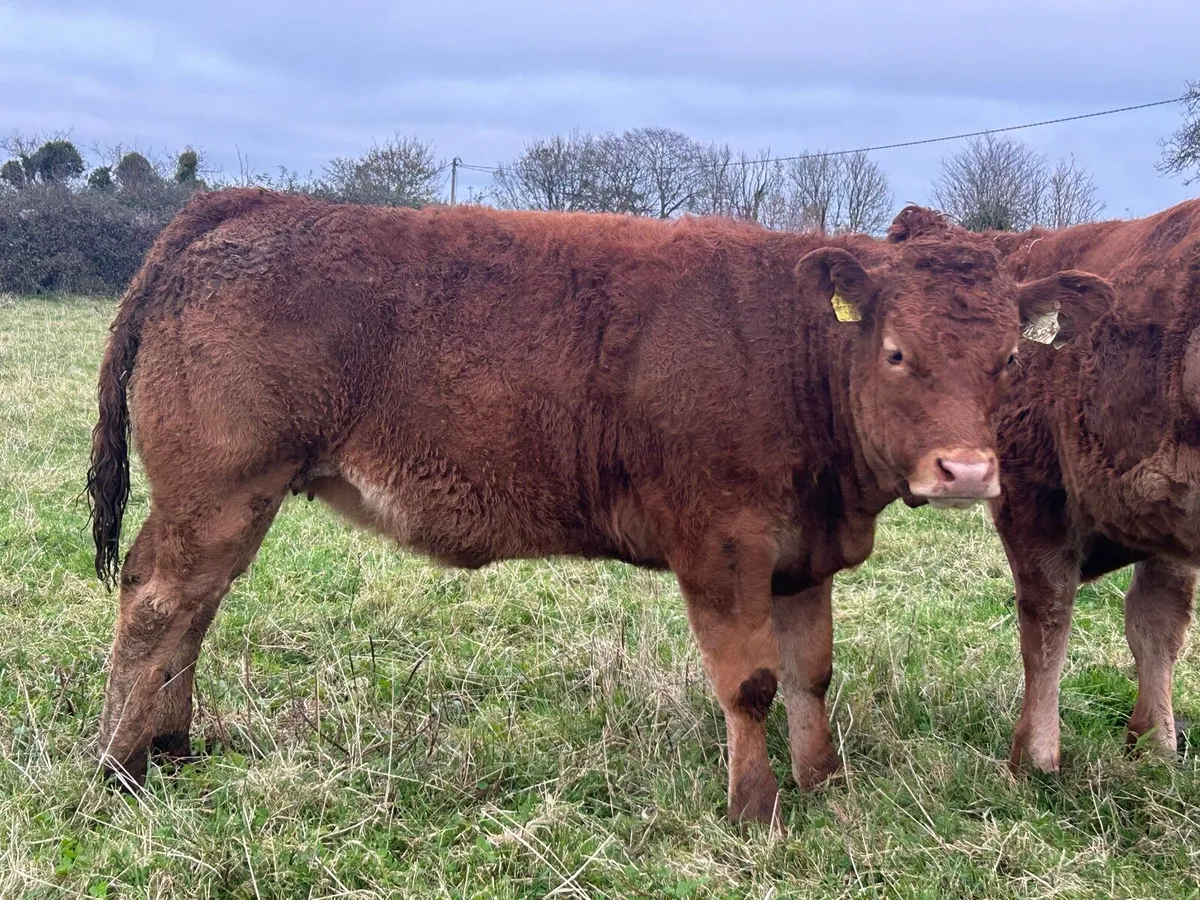 Heifers for Gort mart Thursday 16th October - Image 4