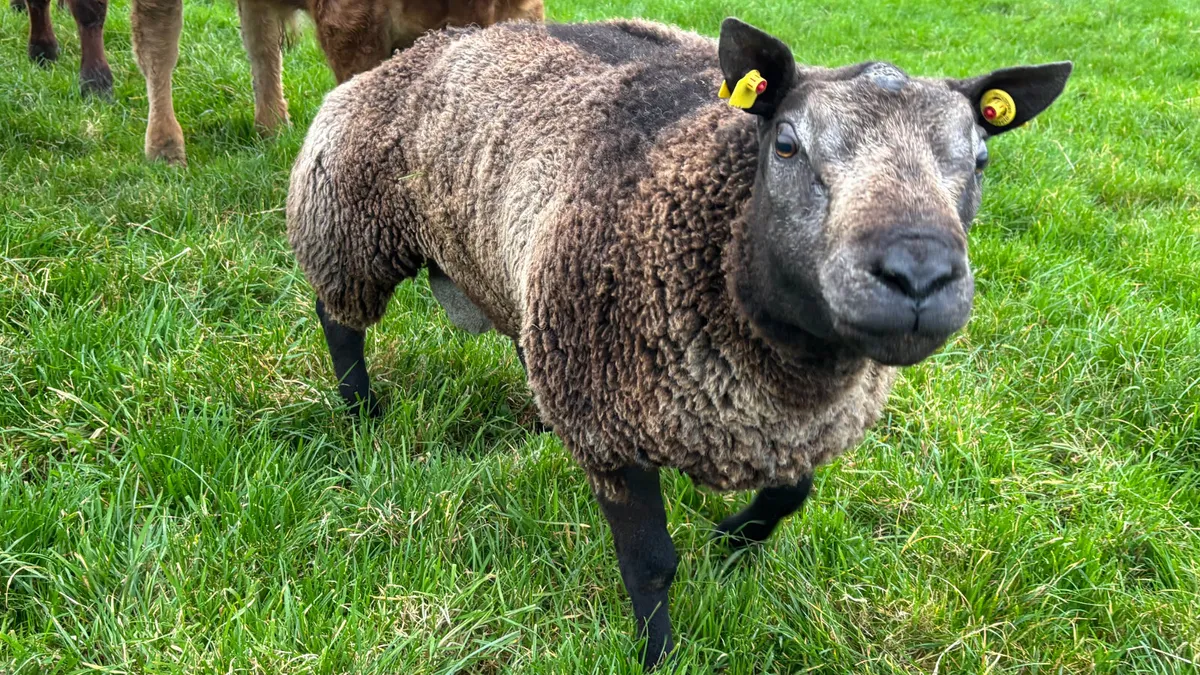 Blue Texel Ram Hogget - Image 1