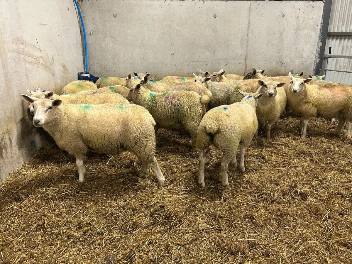 Ewe lambs - Image 3