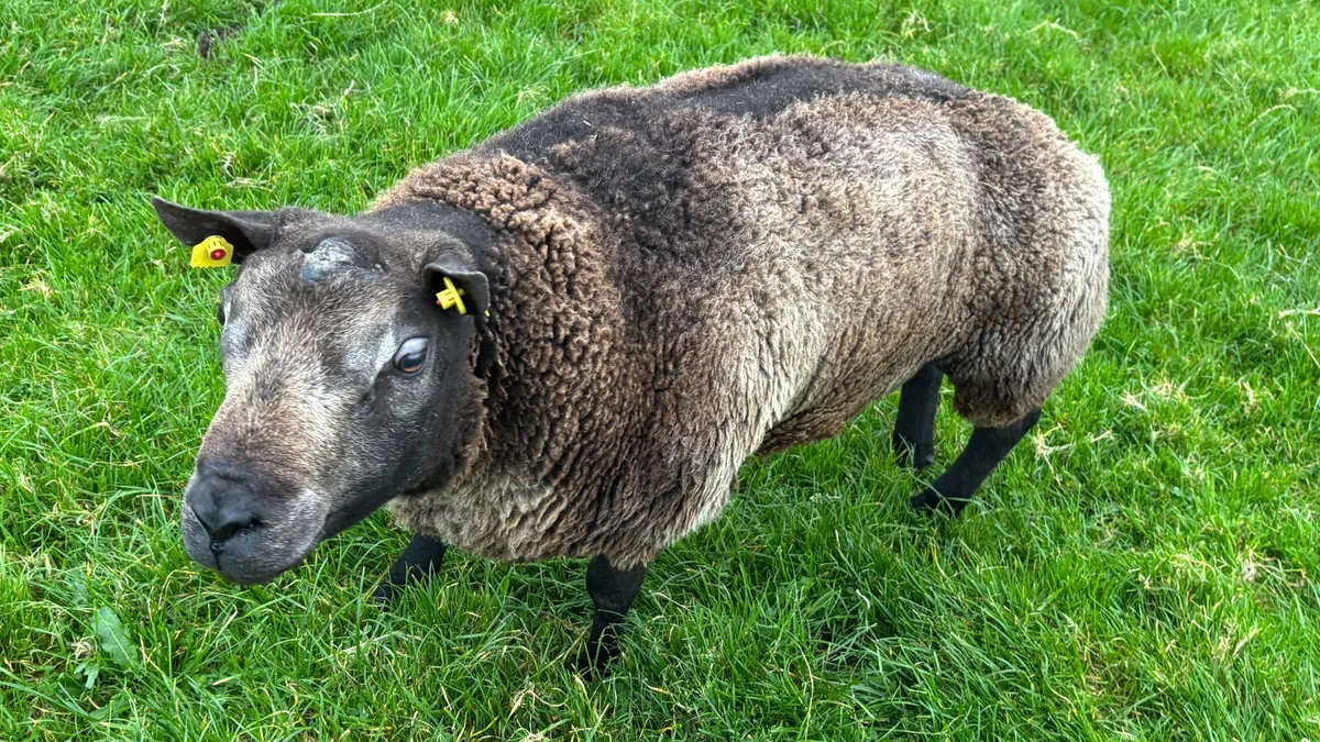 Blue Texel Ram Hogget - Image 4