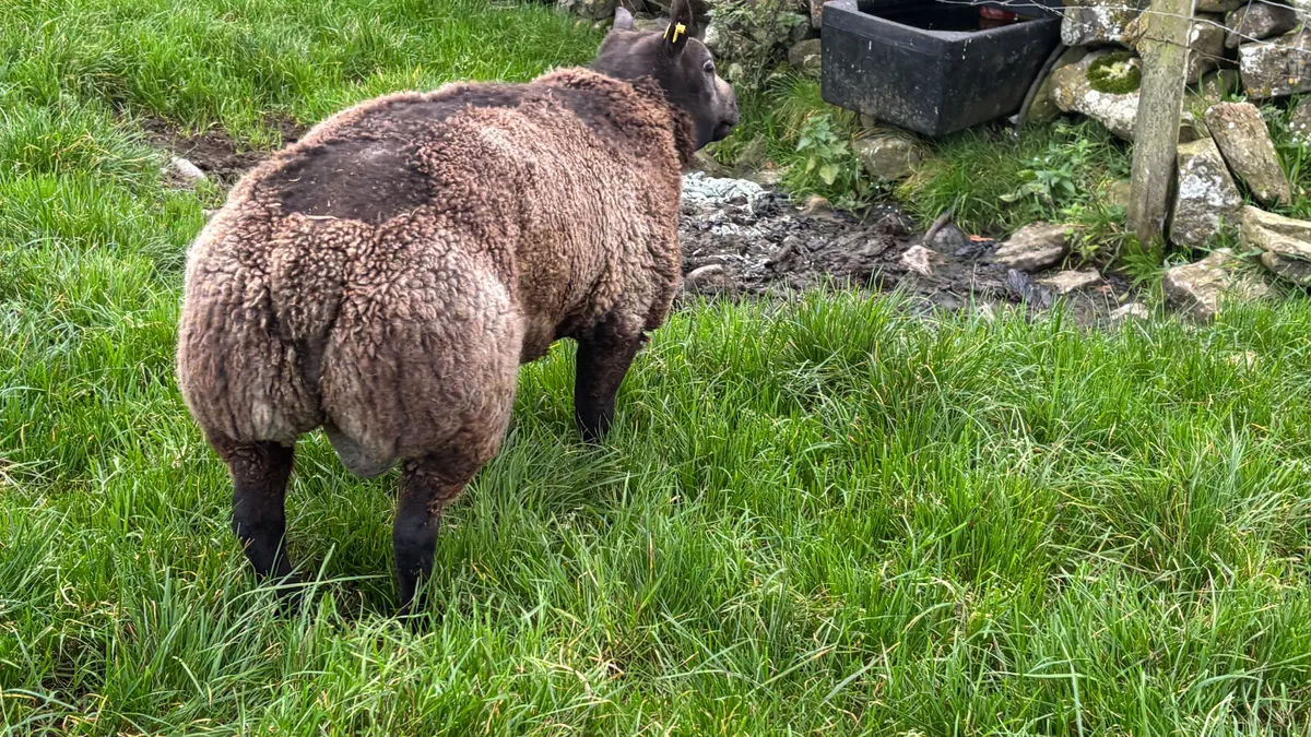 Blue Texel Ram Hogget - Image 2