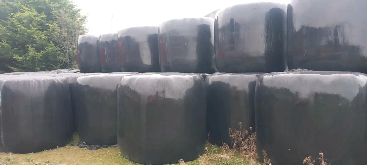 Round bales silage - Image 1