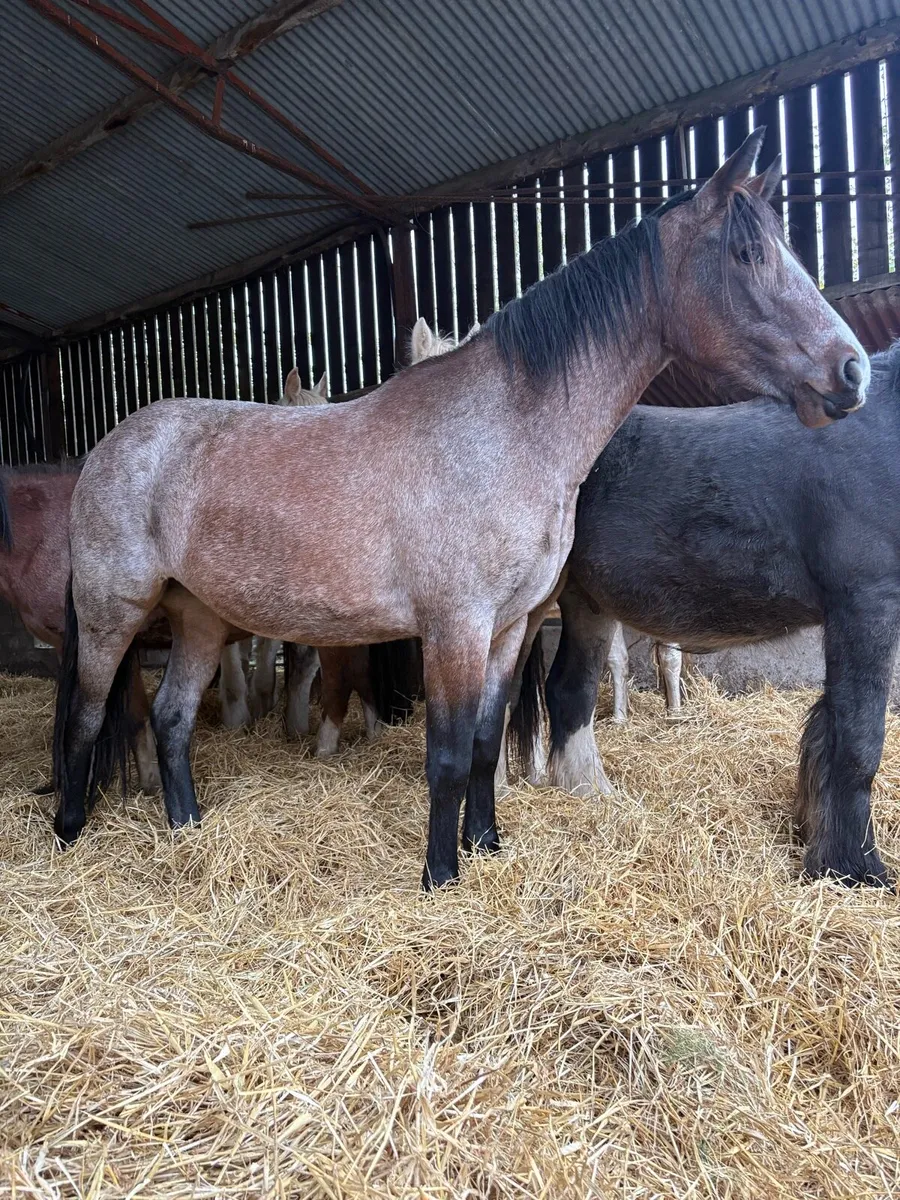 Roan filly - Image 1