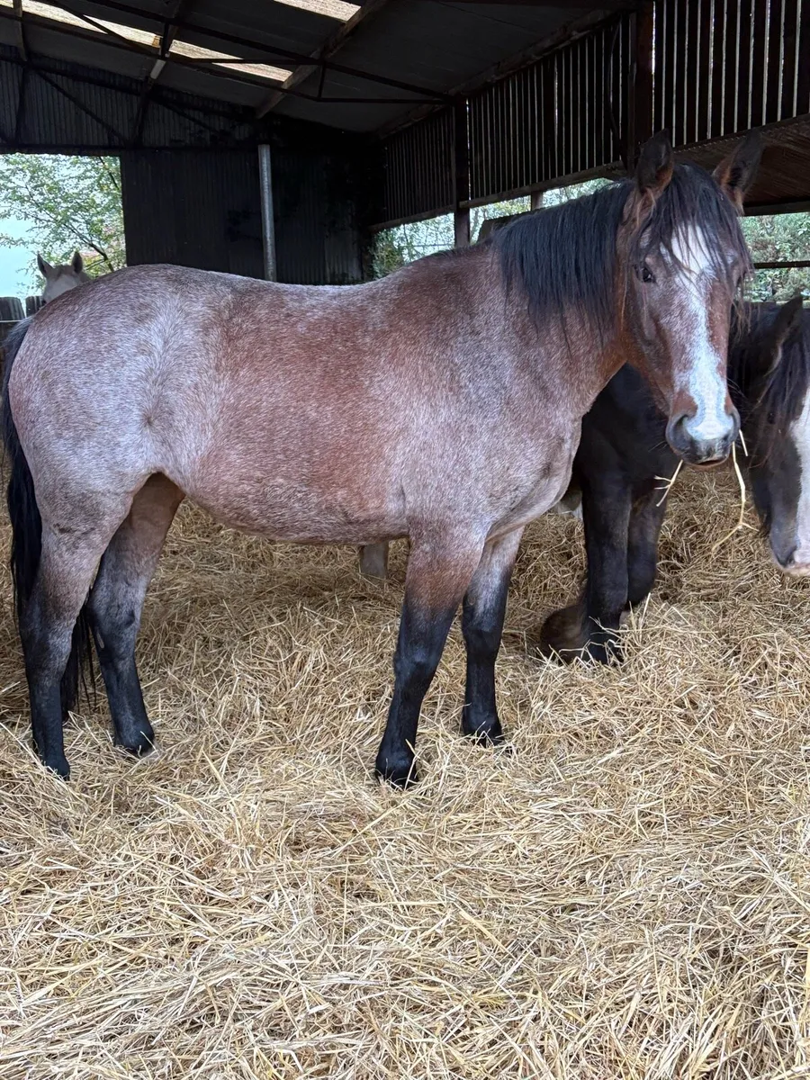 Roan filly - Image 2