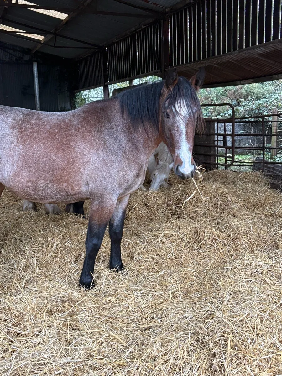 Roan filly - Image 3